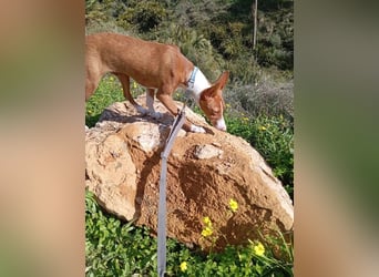 Pepe (Spanien) - kleiner Abenteurer