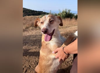 Robin (Spanien) -ein liebenswerter, bezaubernder Mischling