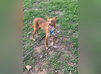 Perico (Spanien - fröhlicher Podencomischling mit lustigen Knickohren.