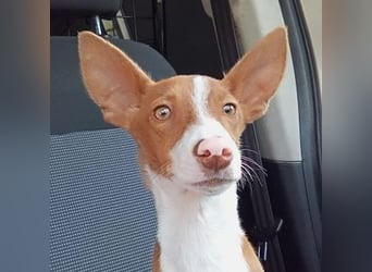 Pepe (Spanien) - kleiner Abenteurer