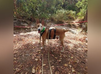 Lopez (Spanien) - menschenbezogener Mischling