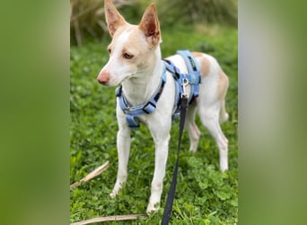 Sevanthi (Spanien) - ruhige, sehr schüchterne Podenco-Hündin