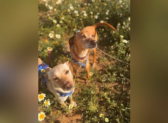 Petunia (Spanien) - blüht beim freien Spiel im Auslauf auf