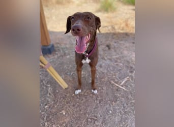 Latina (Spanien) – sanfte Podenco-Dame sucht ein ruhiges Zuhause