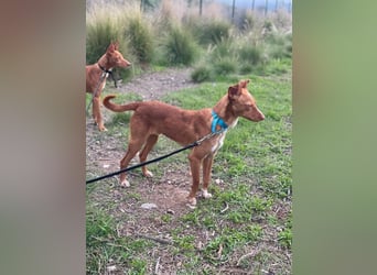 Perico (Spanien - fröhlicher Podencomischling mit lustigen Knickohren.