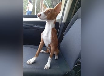 Pepe (Spanien) - kleiner Abenteurer