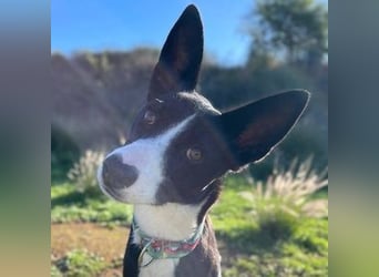 Ryan (Spanien) – lebensfroher Junghund sucht aktive Menschen