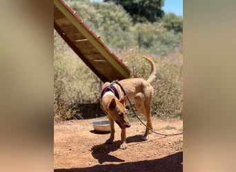 Thelma (Spanien) – eine ausgeglichene Seele sucht ihr Glück