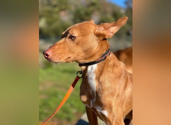 Philippe (Spanien) - ein noch sehr unsicherer, zurückhaltender Rüde