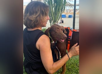 Latina (Spanien) – sanfte Podenco-Dame sucht ein ruhiges Zuhause