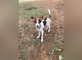 Lisa (Spanien -  fröhliches, neugieriges Hundekind