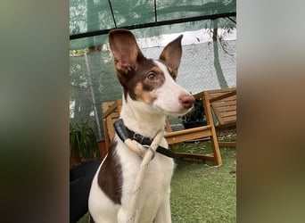 Lisa (Spanien -  fröhliches, neugieriges Hundekind