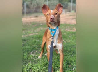 Perico (Spanien - fröhlicher Podencomischling mit lustigen Knickohren.