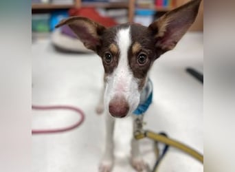 Lisa (Spanien -  fröhliches, neugieriges Hundekind