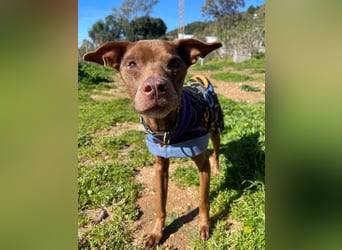 Fito (Spanien) – der süße Podenco-Mischling wird sich auch in dein Herz wedeln