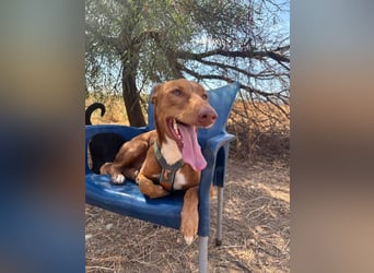 Tinkiwinki (Spanien) - charmante Wurst auf Beinen