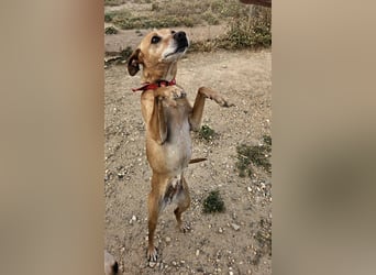 Petunia (Spanien) - blüht beim freien Spiel im Auslauf auf