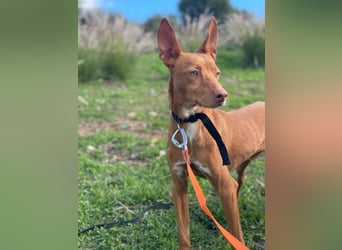 Philippe (Spanien) - ein noch sehr unsicherer, zurückhaltender Rüde