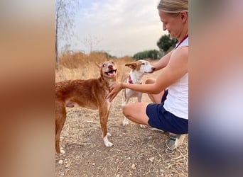 Willow (Spanien) - liebe Hündin mit Handycap