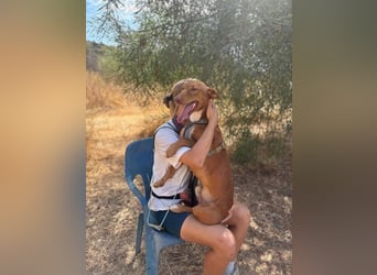 Tinkiwinki (Spanien) - charmante Wurst auf Beinen