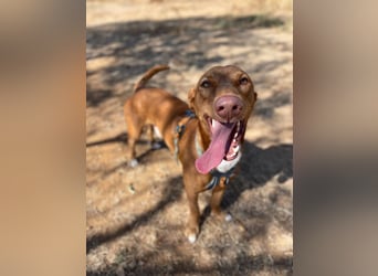 Tinkiwinki (Spanien) - charmante Wurst auf Beinen