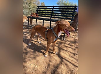 Tinkiwinki (Spanien) - charmante Wurst auf Beinen