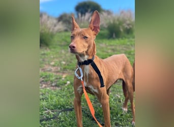 Philippe (Spanien) - ein noch sehr unsicherer, zurückhaltender Rüde