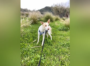 Sevanthi (Spanien) - ruhige, sehr schüchterne Podenco-Hündin