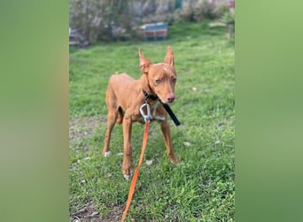 Philippe (Spanien) - ein noch sehr unsicherer, zurückhaltender Rüde