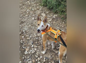 Lopez (Spanien) - menschenbezogener Mischling