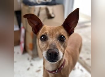 Petunia (Spanien) - blüht beim freien Spiel im Auslauf auf