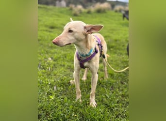 Maus (Spanien) - ein sensibler, unglaublich lieber kleiner Rüde