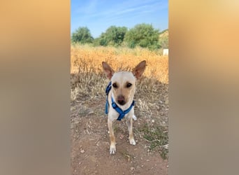 Kamille (Spanien) - schüchtern und doch verschmust