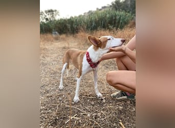 Willow (Spanien) - liebe Hündin mit Handycap
