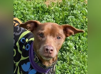 Fito (Spanien) – der süße Podenco-Mischling wird sich auch in dein Herz wedeln