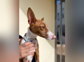 Pepe (Spanien) - kleiner Abenteurer