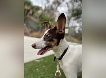 Lisa (Spanien -  fröhliches, neugieriges Hundekind