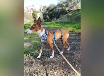 Pepe (Spanien) - kleiner Abenteurer