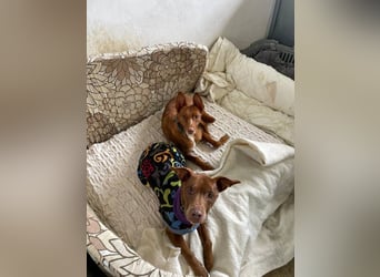 Fito (Spanien) – der süße Podenco-Mischling wird sich auch in dein Herz wedeln