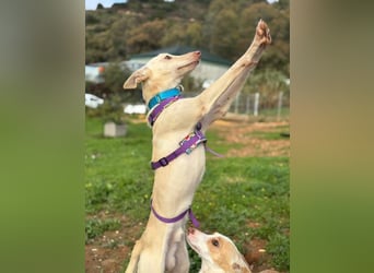 Maus (Spanien) - ein sensibler, unglaublich lieber kleiner Rüde