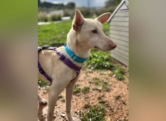 Maus (Spanien) - ein sensibler, unglaublich lieber kleiner Rüde