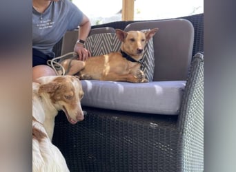 Thelma (Spanien) – eine ausgeglichene Seele sucht ihr Glück