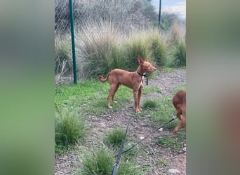 Philippe (Spanien) - ein noch sehr unsicherer, zurückhaltender Rüde