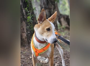 Lopez (Spanien) - menschenbezogener Mischling