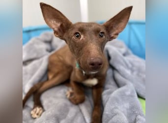 Moana (Spanien) - bedeutet Meer, weites Wasser, Brise über dem Ozean