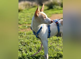 Sevanthi (Spanien) - ruhige, sehr schüchterne Podenco-Hündin