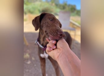 Latina (Spanien) – sanfte Podenco-Dame sucht ein ruhiges Zuhause