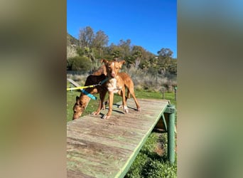 Perico (Spanien - fröhlicher Podencomischling mit lustigen Knickohren.
