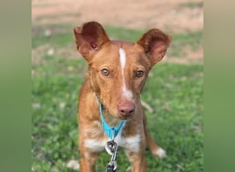 Perico (Spanien - fröhlicher Podencomischling mit lustigen Knickohren.