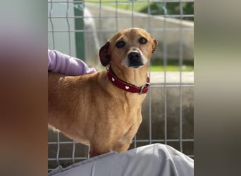 Petunia (Spanien) - blüht beim freien Spiel im Auslauf auf